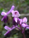 Anacamptis longicornu